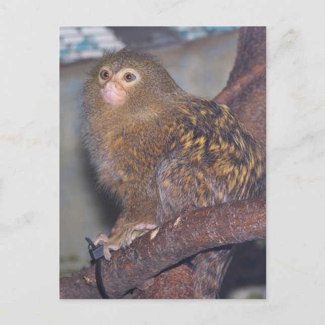 Cartão Postal Picgmy Marmoset (Frente)