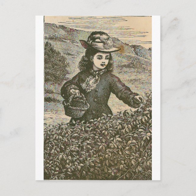 Cartão Postal Picking Berries (Frente)