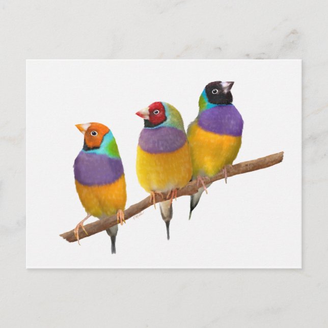 Cartão Postal Picos Coloridos Gouldian em Pastéis (Frente)