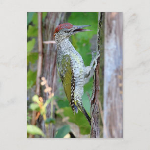 Cartão Postal Picus viridis