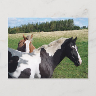Cartão Postal Piebald & Chestnut Horses