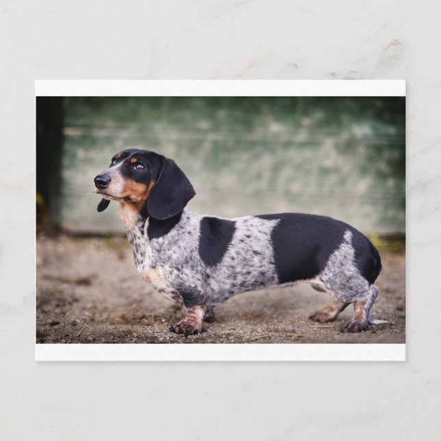 Cartão Postal Piebald dachshund (Frente)
