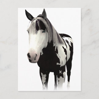 Cartão Postal Piebald Paint Horse Art
