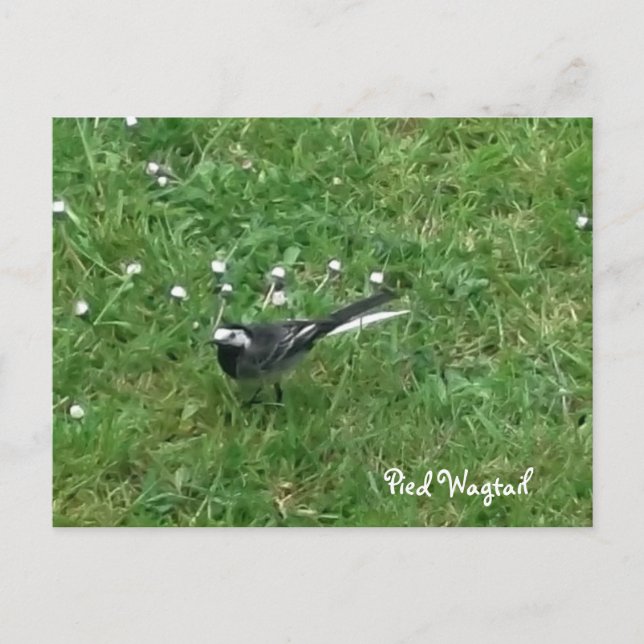 Cartão Postal Pied Wagtail (Frente)