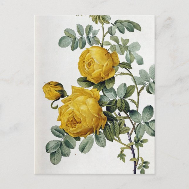 Cartão Postal Pierre Joseph Redoute - Rosa Sulfurea (Frente)