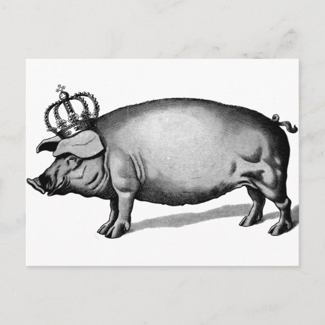 Cartão Postal Pig Crown Royal Queen Big Piggy (Frente)
