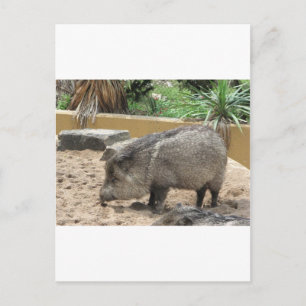 CARTÃO POSTAL PIG WID