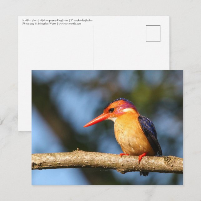 Cartão Postal Pigão-do-mar africano (Frente/Verso)