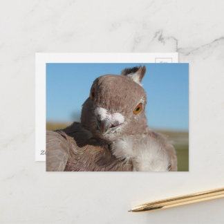 Cartão Postal Pigeon named Mr. Pigeon