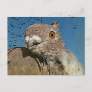 Cartão Postal Pigeon Poetry