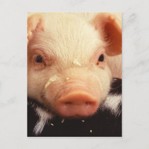 Cartão Postal Piglet preguiçoso