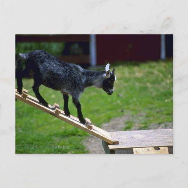 Cartão Postal Pigmy Goat (Frente)