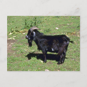 Cartão Postal Pigmy Goat