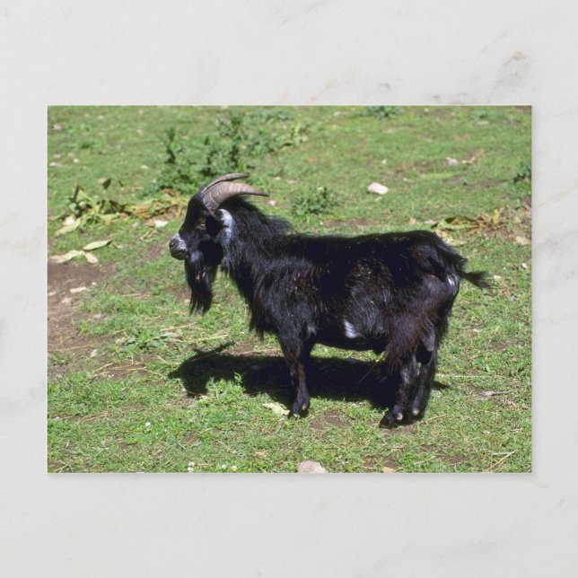 Cartão Postal Pigmy Goat (Frente)