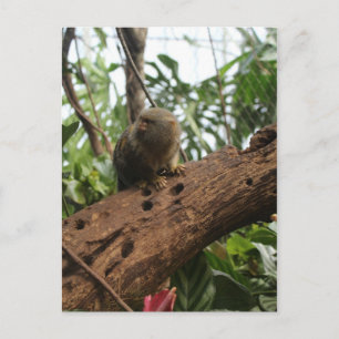 Cartão Postal Pigmy Marmoset # 2