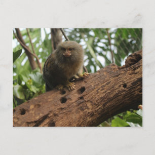 Cartão Postal Pigmy Marmoset # 3