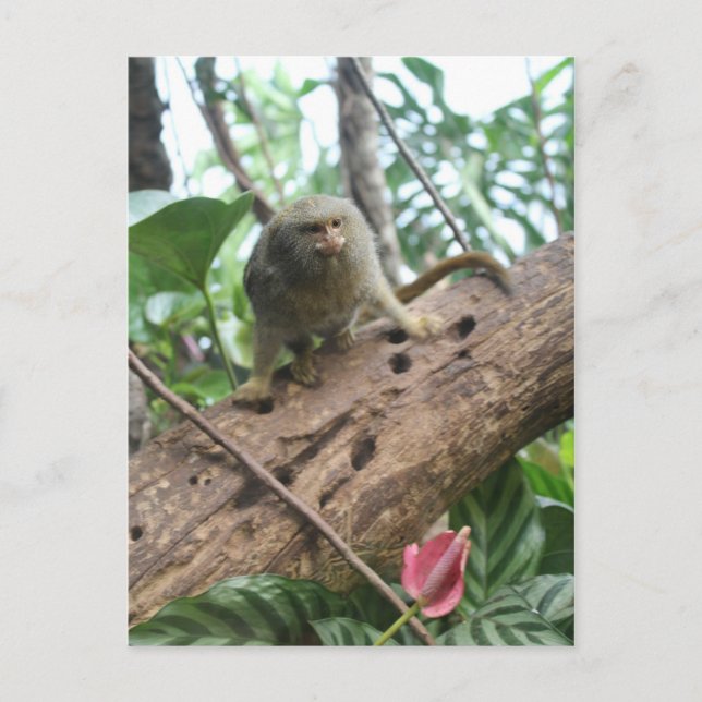 Cartão Postal Pigmy Marmoset # 8 (Frente)