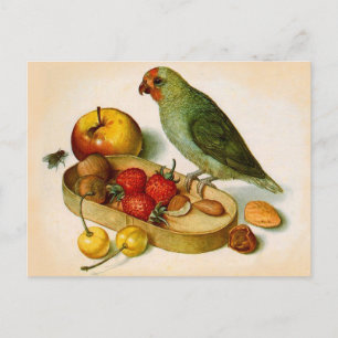 Cartão Postal Pigmy Parrot com Fruta e Loucos