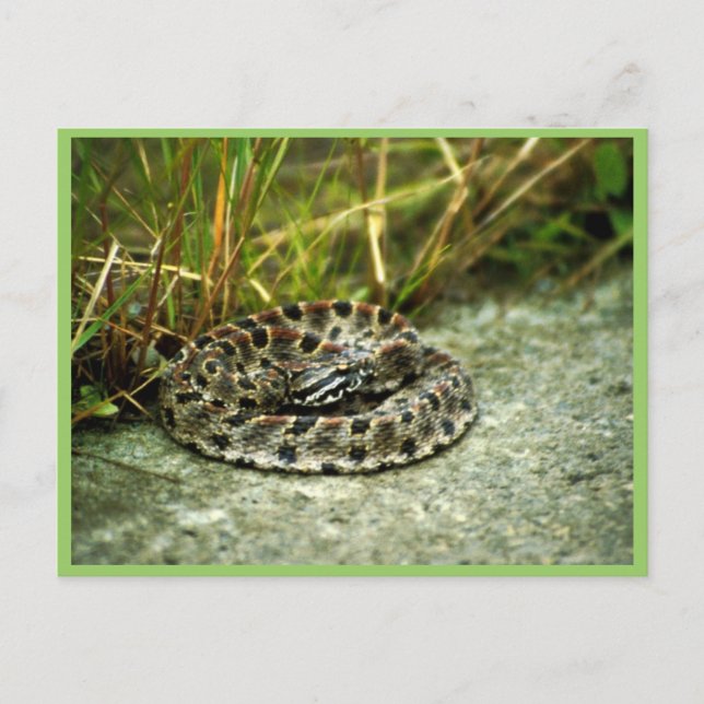 Cartão Postal Pigmy Rattlesnake (Frente)