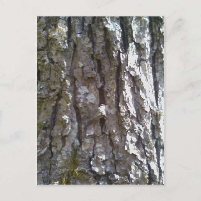 Cartão Postal Pignut Hickory Tree Bark (Frente)