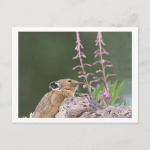 Cartão Postal Pika