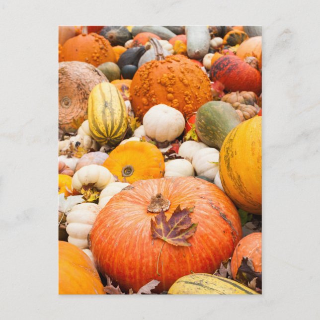 Cartão Postal Pile Of Pumpkins And Squash (Frente)