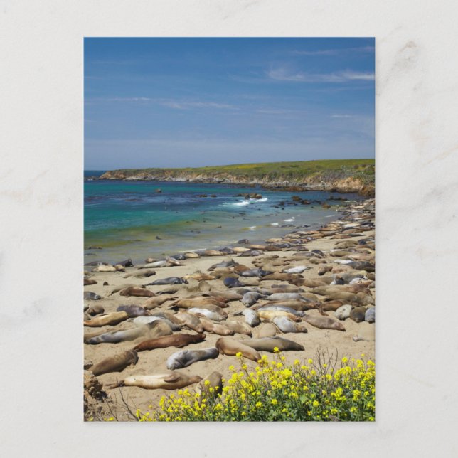 Cartão Postal Pilha de vedações de elefante (Frente)