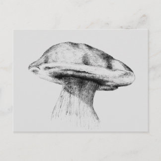 Cartão Postal Pilz Steinpilz Zeichnung