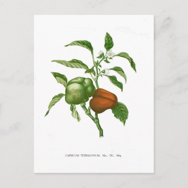 Cartão Postal Pimenta (Frente)