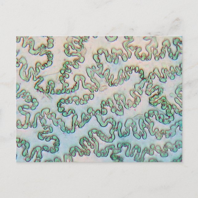 Cartão Postal Pimentos epiderme em células sob o microscópio (Frente)