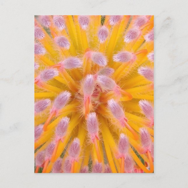 Cartão Postal Pinças e Pincushion Proteaceae cor-de-rosa (Frente)