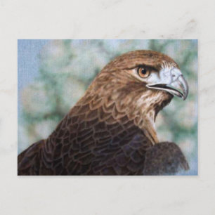 Cartão Postal Pincel de avião Hawk de cauda vermelha