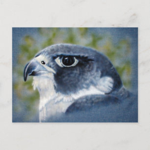 Cartão Postal Pincel de peregrina