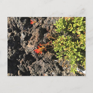 Cartão Postal Pincel indiano