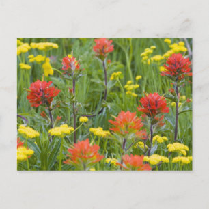 Cartão Postal Pincel indiano e flores silvestres de biscuitroot