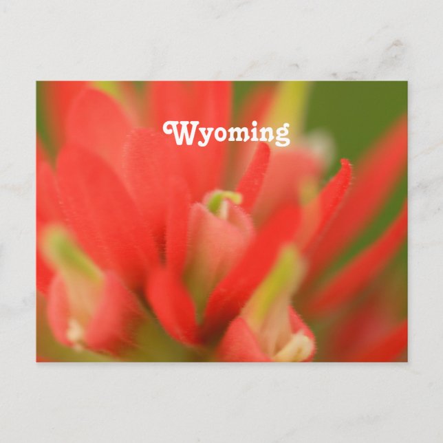 Cartão Postal Pincel indiano Wyoming (Frente)