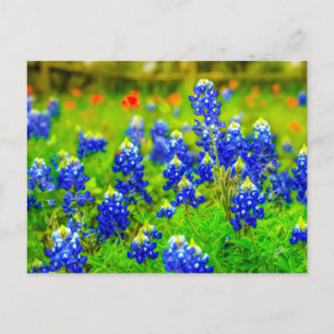 Cartão Postal Pincel Índio do Texas Bluebonnets