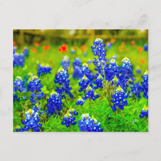 Cartão Postal Pincel Índio do Texas Bluebonnets (Frente)