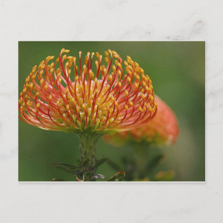 Cartão Postal pincushion protea