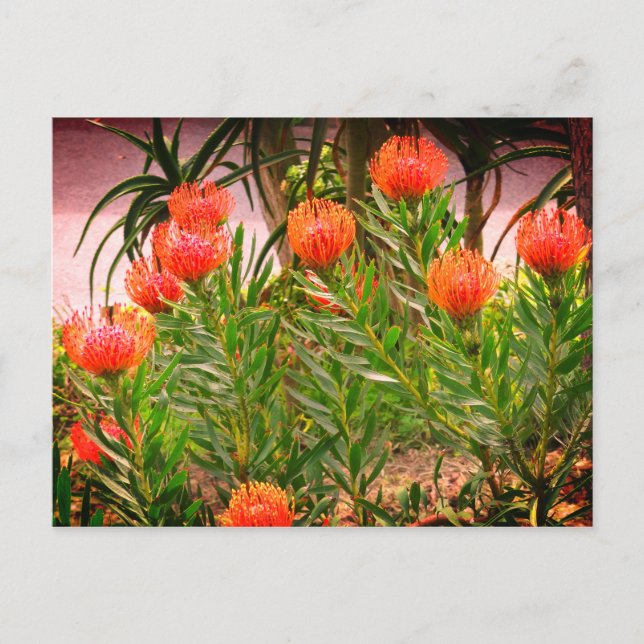 Cartão Postal Pincushion Tango #1-1 Cartão-postal (Frente)