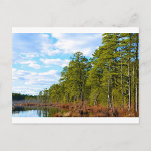 Cartão Postal Pine Barrens de Nova Jersey no Inverno