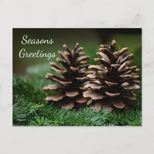 Cartão Postal Pine Cone Seasons Saudações (Frente)