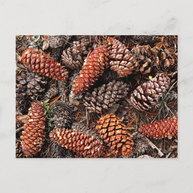 Cartão Postal Pine Cones (Frente)