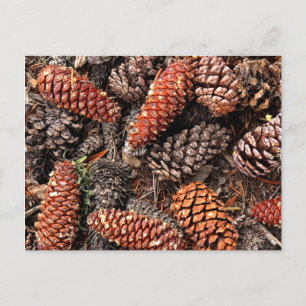 Cartão Postal Pine Cones