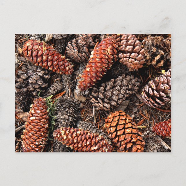 Cartão Postal Pine Cones (Frente)