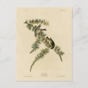 Cartão Postal Pine Finch (Pine Siskin), Aves de Audubon da Améri