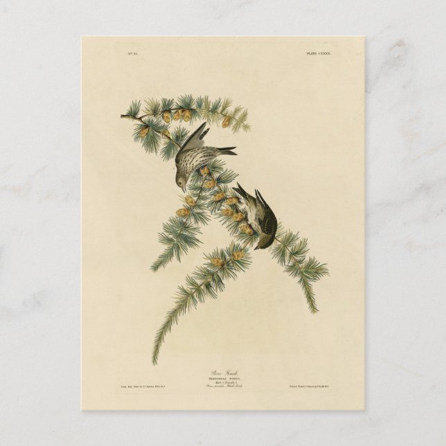 Cartão Postal Pine Finch (Pine Siskin), Aves de Audubon da Améri (Frente)