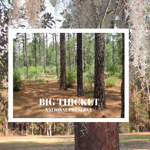 Cartão Postal Pine Forest Clearing Big Thicket National
