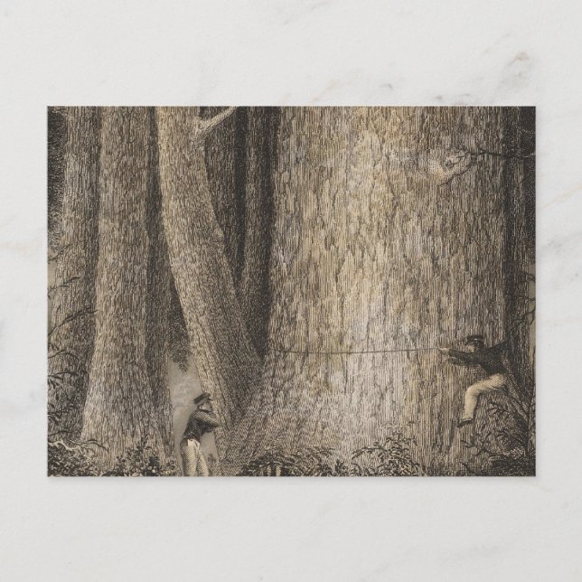 Cartão Postal Pine Forest, Oregon (Frente)