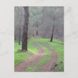 Cartão Postal Pine Forest Road